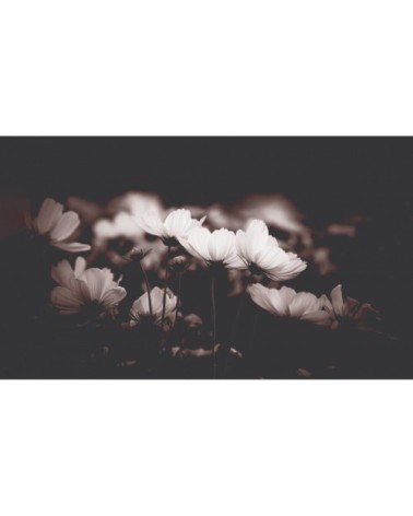 Papier peint panoramique fleurs de cosmos 255 x 250  rose