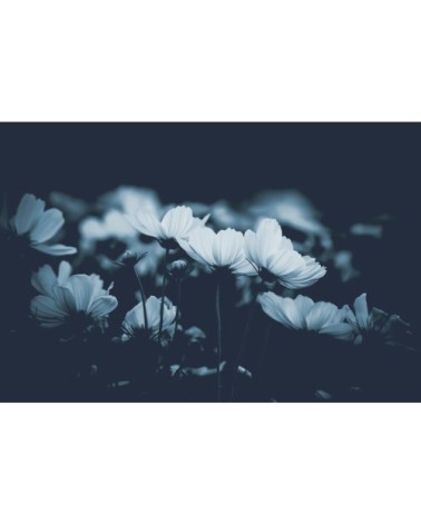 Papier peint panoramique fleurs de cosmos 170 x 250  bleu