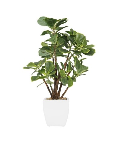 Ficus artificiel lyrata 55cm