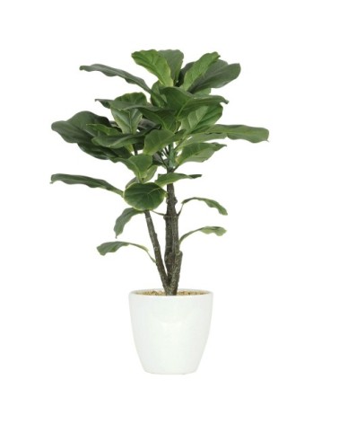 Ficus artificiel lyrata 65cm