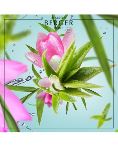 Bouquet Parfumé Glaçon Eau d'Aloé