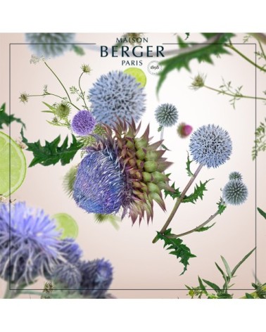 Recharge Bouquet Parfumé Chardon Sauvage