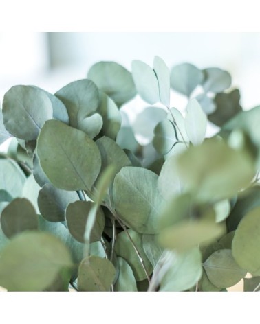 Botte de fleurs séchées eucalyptus populus vert stabilisé