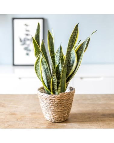 Sansevieria ou langue de belle mère sans cache-pot