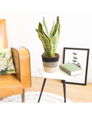 Sansevieria ou langue de belle mère sans cache-pot