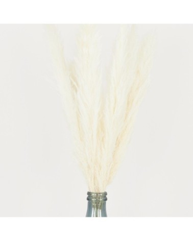 Plumeau plante pampa lot de 6 blancs 105cm