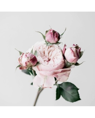 Tableau sur toile roses 45x45cm