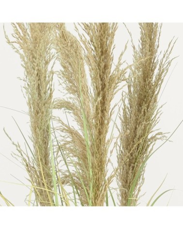 Herbes de la pampa artificielles 110cm