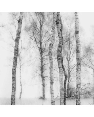 Tableau plexiglas bouleaux en monochrome 50x30cm