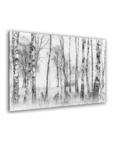 Tableau bouleaux en monochrome toile imprimée 50x30cm
