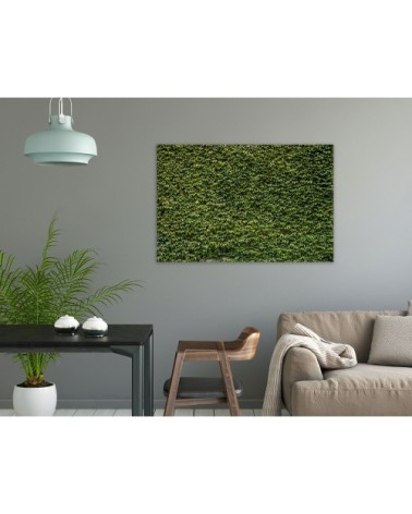 Tableau plexiglas nature mur de lierres 80x50cm