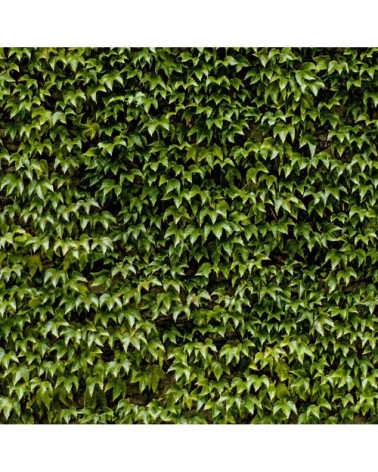 Tableau plexiglas nature mur de lierres 80x50cm