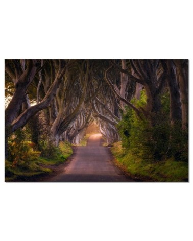 Tableau alu dibond nature arbres enchanteurs 120x80cm