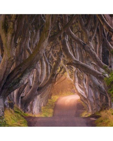 Tableau nature arbres enchanteurs toile imprimée 120x80cm