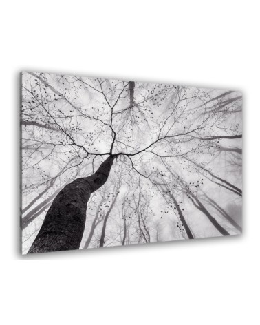 Tableau plexiglas nature canopée 100x60cm