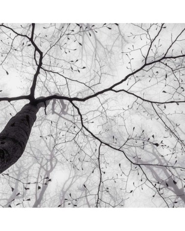 Tableau plexiglas nature canopée 80x50cm