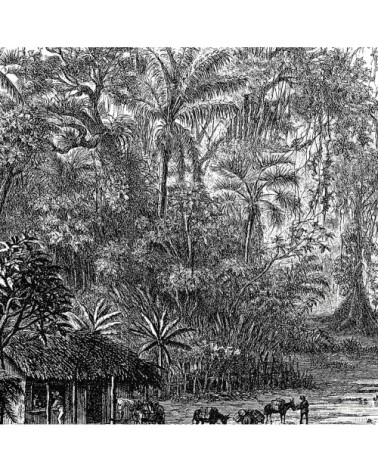 Tableau gravure forêt de mangroves toile imprimée 50x30cm
