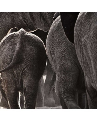 Tableau alu dibond animaux Cap Afrique 80x50cm