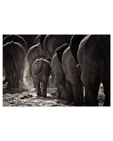 Tableau alu dibond animaux Cap Afrique 120x80cm