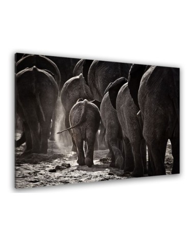 Tableau plexiglas animaux Cap Afrique 80x50cm