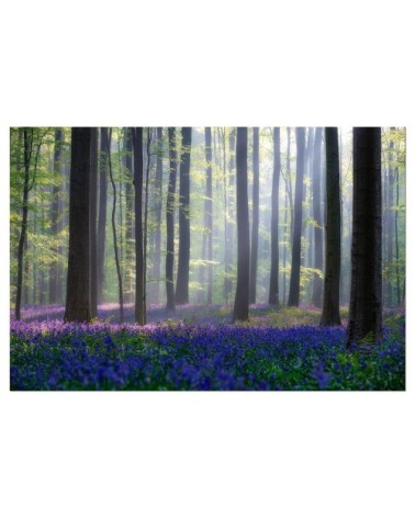 Tableau alu dibond nature jacinthes et sous-bois 50x80cm
