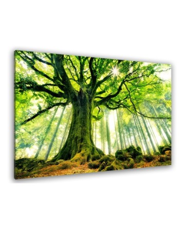 Tableau nature l'hêtre de ponthus toile imprimée 80x50cm