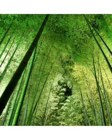 Tableau plexiglas nature forêt de bambous à Kyoto 120x80cm
