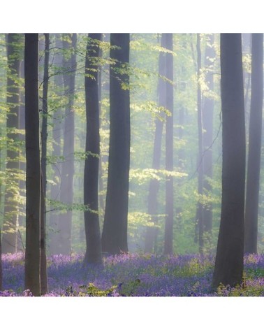 Tableau nature jacinthes et sous-bois toile imprimée 120x80cm
