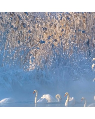 Tableau cygnes dans le givre matinal toile imprimée 120x80cm
