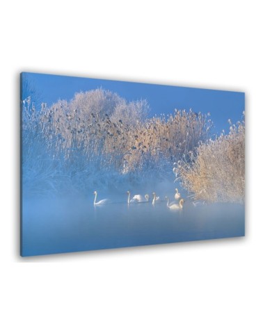 Tableau cygnes dans le givre matinal toile imprimée 80x50cm