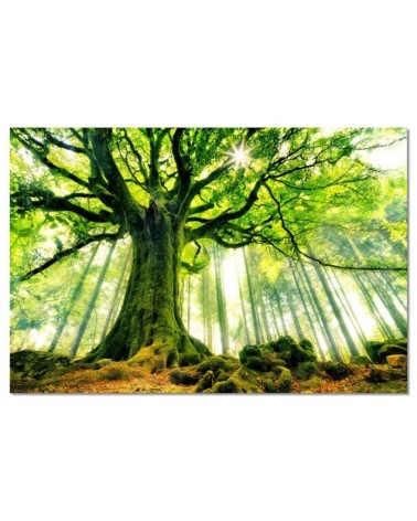Tableau alu dibond nature l'hêtre de ponthus 50x30cm