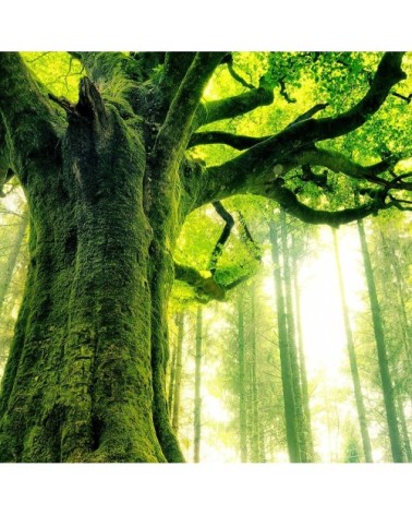 Tableau alu dibond nature l'hêtre de ponthus 100x60cm