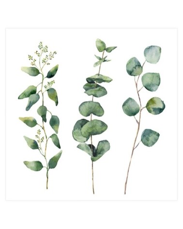 Affiche aquarelle eucalyptus 50x50cm