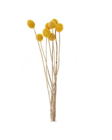 Craspedias séchés 70cm