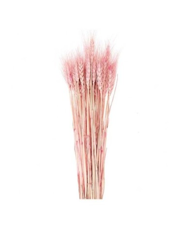 Gerbes de blés séchés rose 70cm