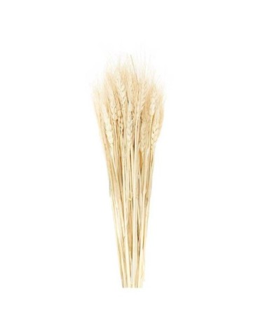 Gerbes de blés séchés naturel 70cm