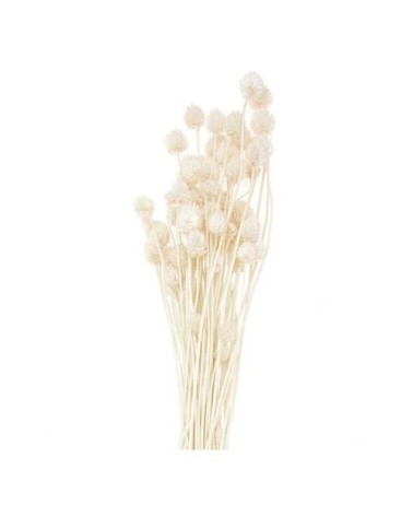 Cardères japonais séchés naturel 70cm