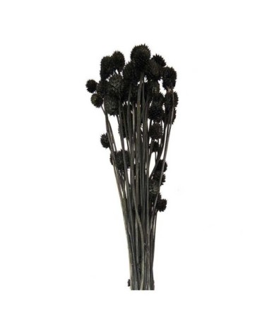 Cardères japonais séchés noir 70cm