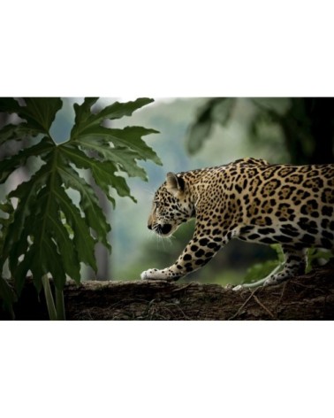 Tableau sur toile jaguar en chasse 30x45cm