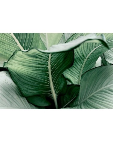 Tableau sur toile feuille de banane 45x65cm