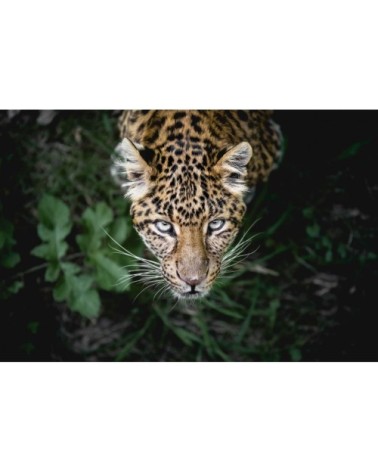 Tableau sur toile belle panthère 45x65cm