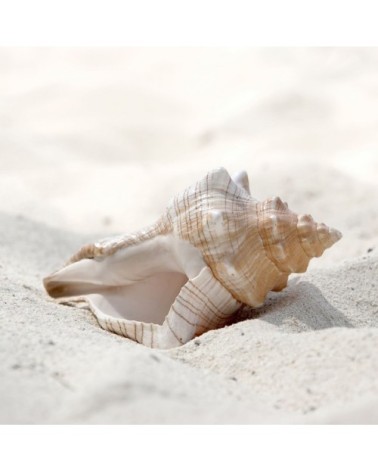 Tableau sur toile coquillage 45x45cm
