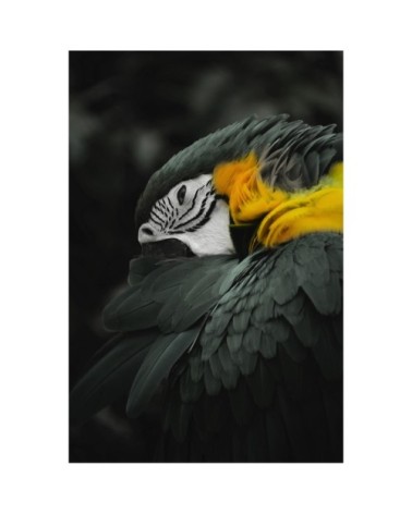 Tableau sur toile perroquet 45x65cm