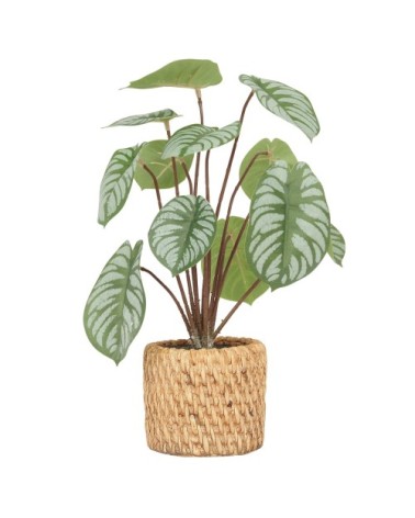 Peperomia artificiel toucher naturel 30cm