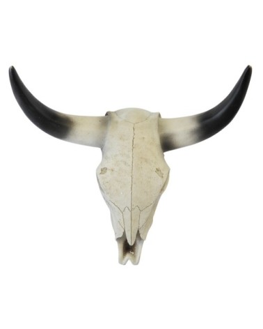 Crâne de buffle 39x13x36cm