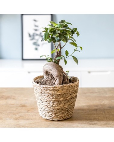 Plante d'intérieur : le ficus microcarpia ginseng + Cache-pot