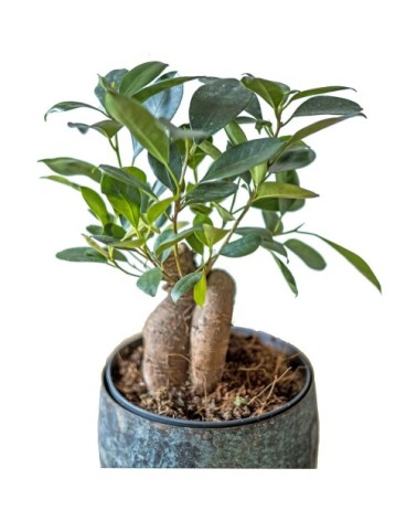 Plante d'intérieur : le ficus microcarpia ginseng + Cache-pot