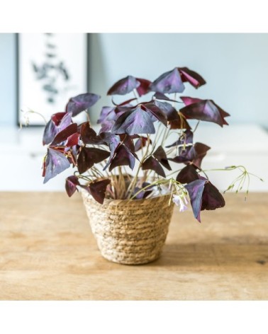 Plante d'intérieur : L'oxalis triangularis + Cache-pot