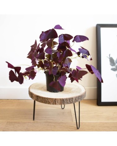 Plante d'intérieur : L'oxalis triangularis + Cache-pot