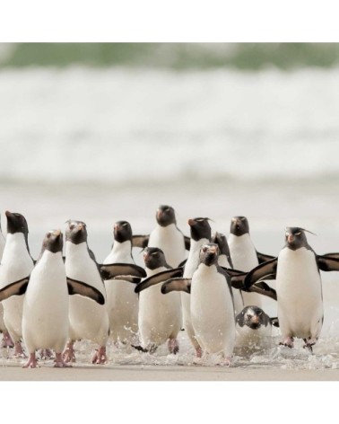 Tableau animaux pingouins toile imprimée 80x50cm